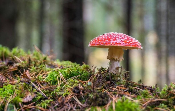 Foto - Mutfağımızın vazgeçilmezi! İşte mantar yemeden bilmeniz gereken 25 gerçek