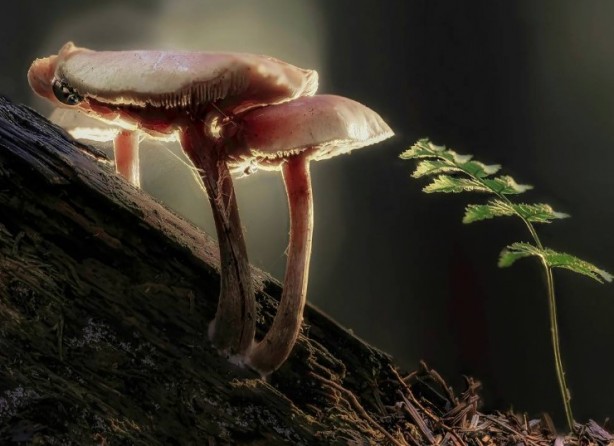 Foto - Mutfağımızın vazgeçilmezi! İşte mantar yemeden bilmeniz gereken 25 gerçek