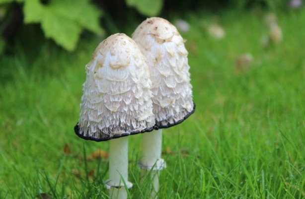 Foto - Mutfağımızın vazgeçilmezi! İşte mantar yemeden bilmeniz gereken 25 gerçek