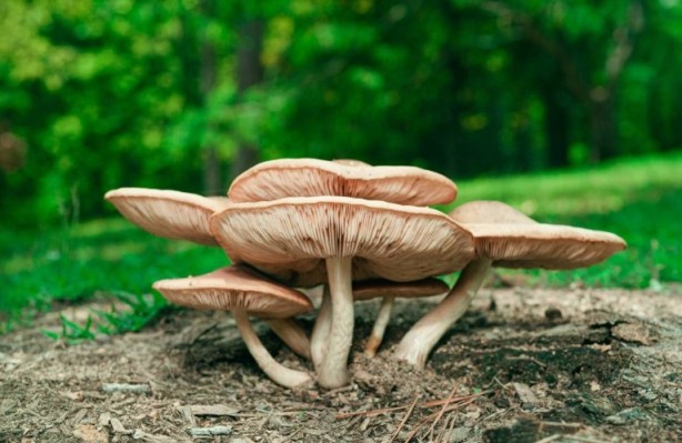 Foto - Mutfağımızın vazgeçilmezi! İşte mantar yemeden bilmeniz gereken 25 gerçek