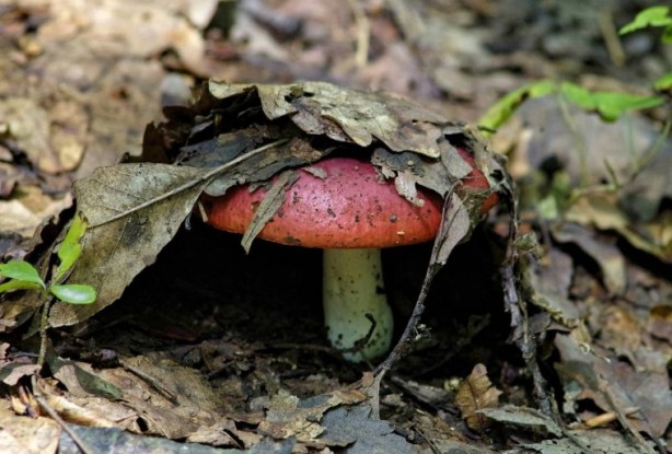 Foto - Mutfağımızın vazgeçilmezi! İşte mantar yemeden bilmeniz gereken 25 gerçek