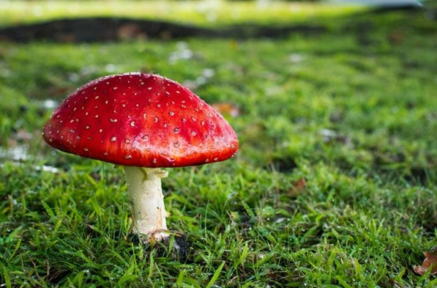 Foto - Mutfağımızın vazgeçilmezi! İşte mantar yemeden bilmeniz gereken 25 gerçek