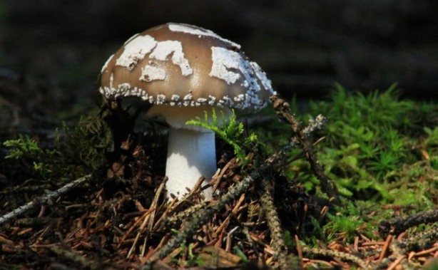 Foto - Mutfağımızın vazgeçilmezi! İşte mantar yemeden bilmeniz gereken 25 gerçek