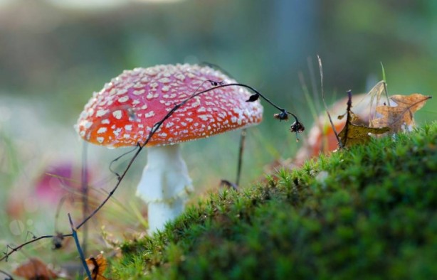 Foto - Mutfağımızın vazgeçilmezi! İşte mantar yemeden bilmeniz gereken 25 gerçek