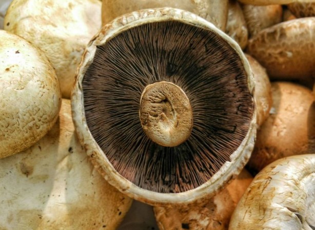 Foto - Mutfağımızın vazgeçilmezi! İşte mantar yemeden bilmeniz gereken 25 gerçek