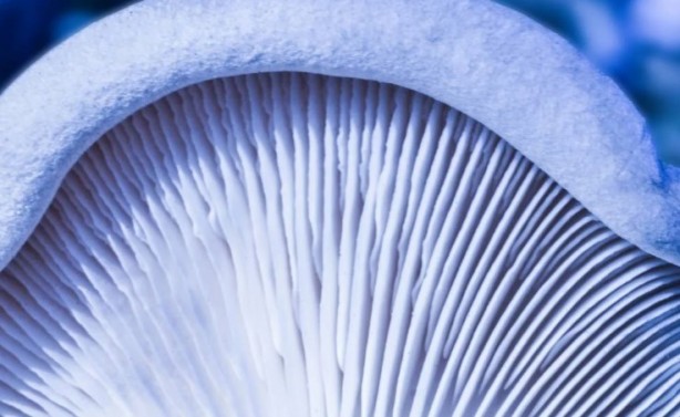 Foto - Mutfağımızın vazgeçilmezi! İşte mantar yemeden bilmeniz gereken 25 gerçek