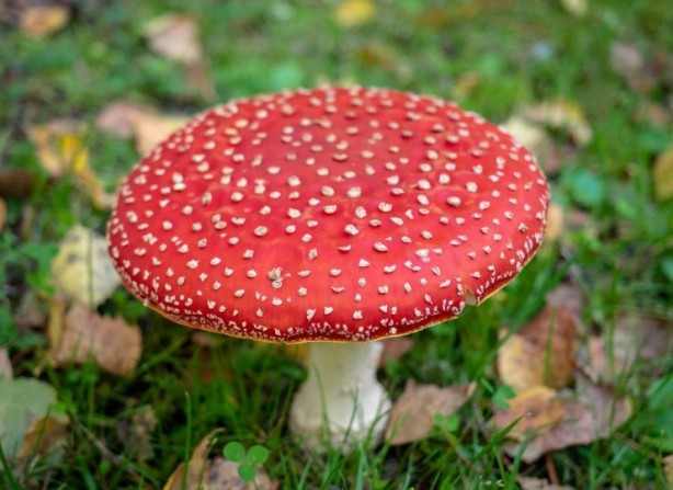 Foto - Mutfağımızın vazgeçilmezi! İşte mantar yemeden bilmeniz gereken 25 gerçek