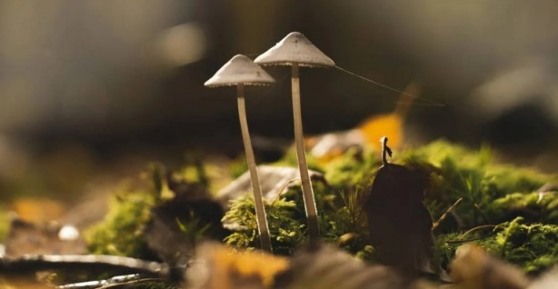 Foto - Mutfağımızın vazgeçilmezi! İşte mantar yemeden bilmeniz gereken 25 gerçek