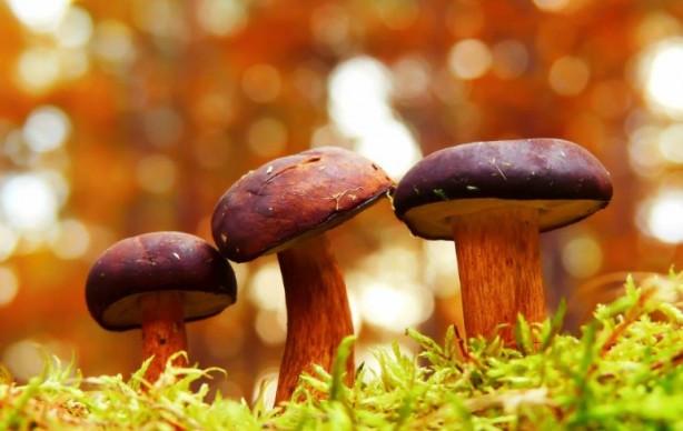 Foto - Mutfağımızın vazgeçilmezi! İşte mantar yemeden bilmeniz gereken 25 gerçek