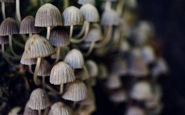 Foto - Mutfağımızın vazgeçilmezi! İşte mantar yemeden bilmeniz gereken 25 gerçek