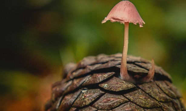 Foto - Mutfağımızın vazgeçilmezi! İşte mantar yemeden bilmeniz gereken 25 gerçek
