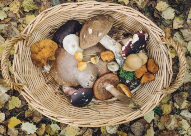 Foto - Mutfağımızın vazgeçilmezi! İşte mantar yemeden bilmeniz gereken 25 gerçek