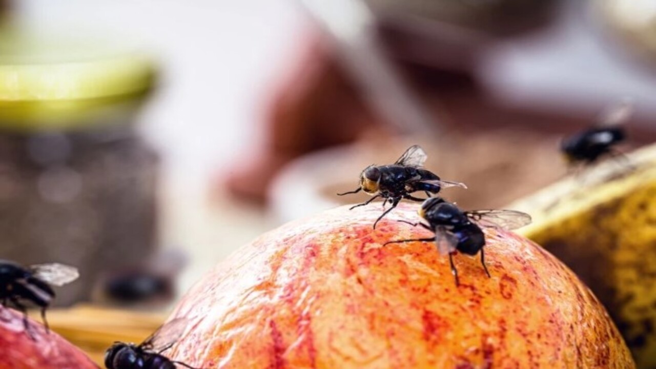 Foto - Mutfağınızda bir tane bile görmeyeceksiniz! İşte sinek ve haşereleri uzaklaştırmanın kolay yolu
