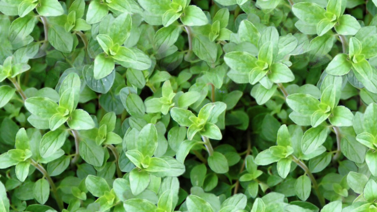 Mutfak dolabınızda bekleyen o küçük kavanoz... Doğal antibiyotik meğer bu baharatmış! 