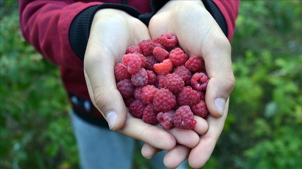 Foto - Mutfaklarınızdan eksik etmeyin! Bu besinler vücutta nikotin bırakmıyor