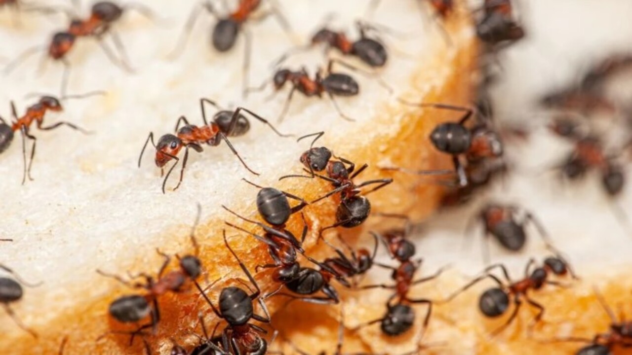 Foto - Mutfakta bir daha görmeyeceksiniz! İşte karıncalardan kurtulmanın kolay yolu