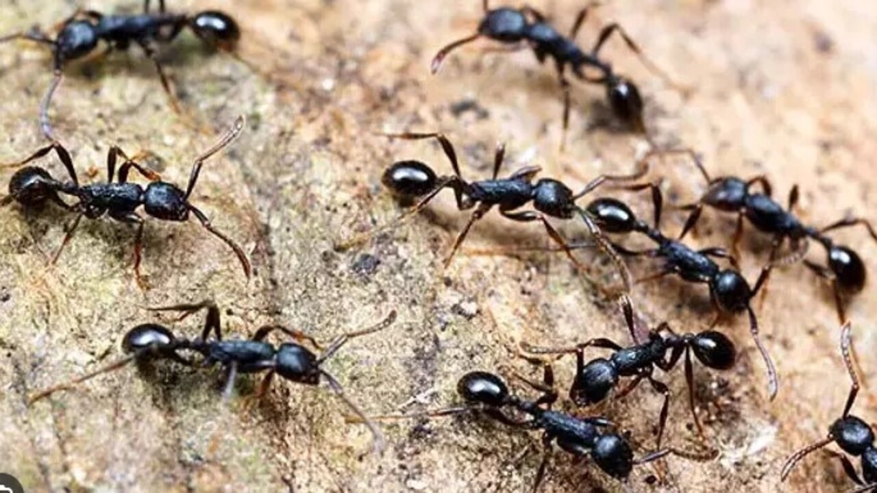 Mutfakta bir daha görmeyeceksiniz! İşte karıncalardan kurtulmanın kolay yolu