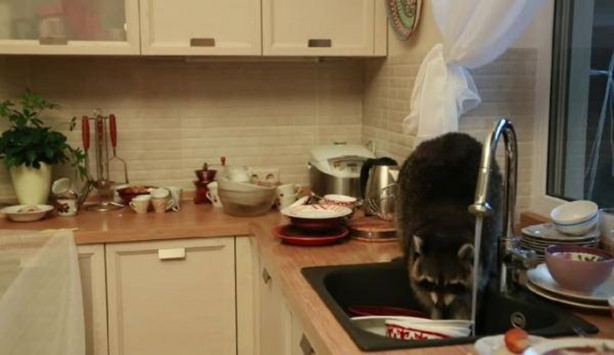 Mutfakta öyle bir şeyle karşılaştılar ki!