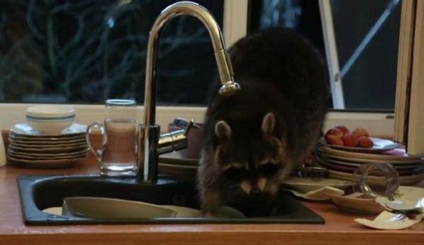 Foto - Mutfakta öyle bir şeyle karşılaştılar ki!