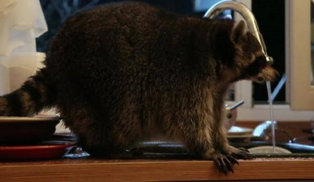 Foto - Mutfakta öyle bir şeyle karşılaştılar ki!