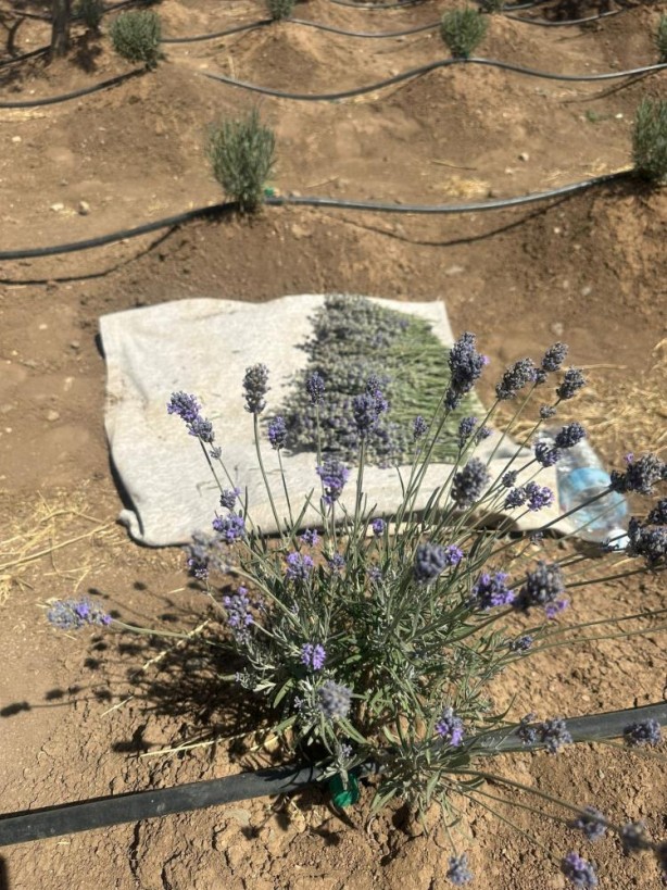 Foto - Müthiş başarı! Bir yanda köy okulu diğer yanda Almanya