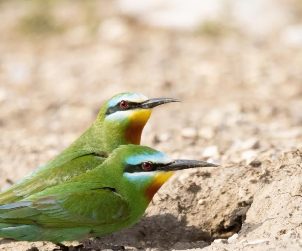 Foto - Müthiş başarı! Türkiye'de yaşayan 500 türden 350'sini görüntüledi