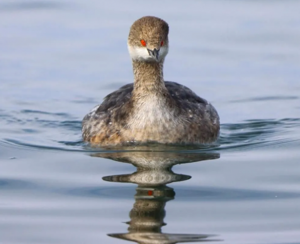 Foto - Müthiş başarı! Türkiye'de yaşayan 500 türden 350'sini görüntüledi