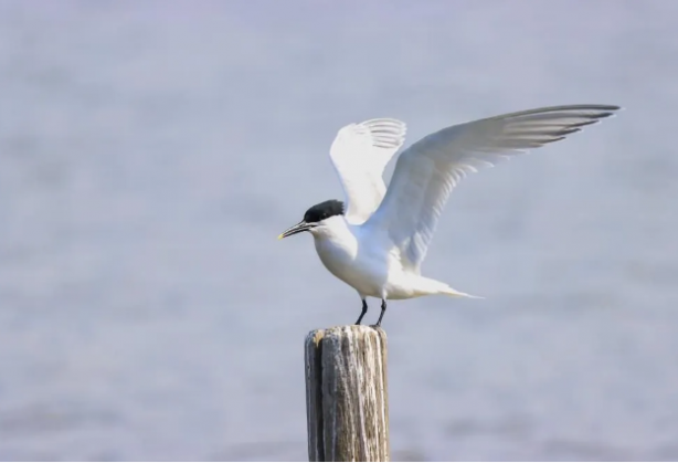 Foto - Müthiş başarı! Türkiye'de yaşayan 500 türden 350'sini görüntüledi