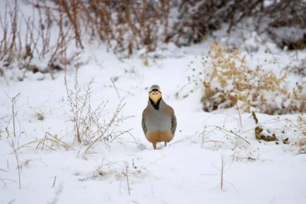 Foto - Müthiş başarı! Türkiye'de yaşayan 500 türden 350'sini görüntüledi