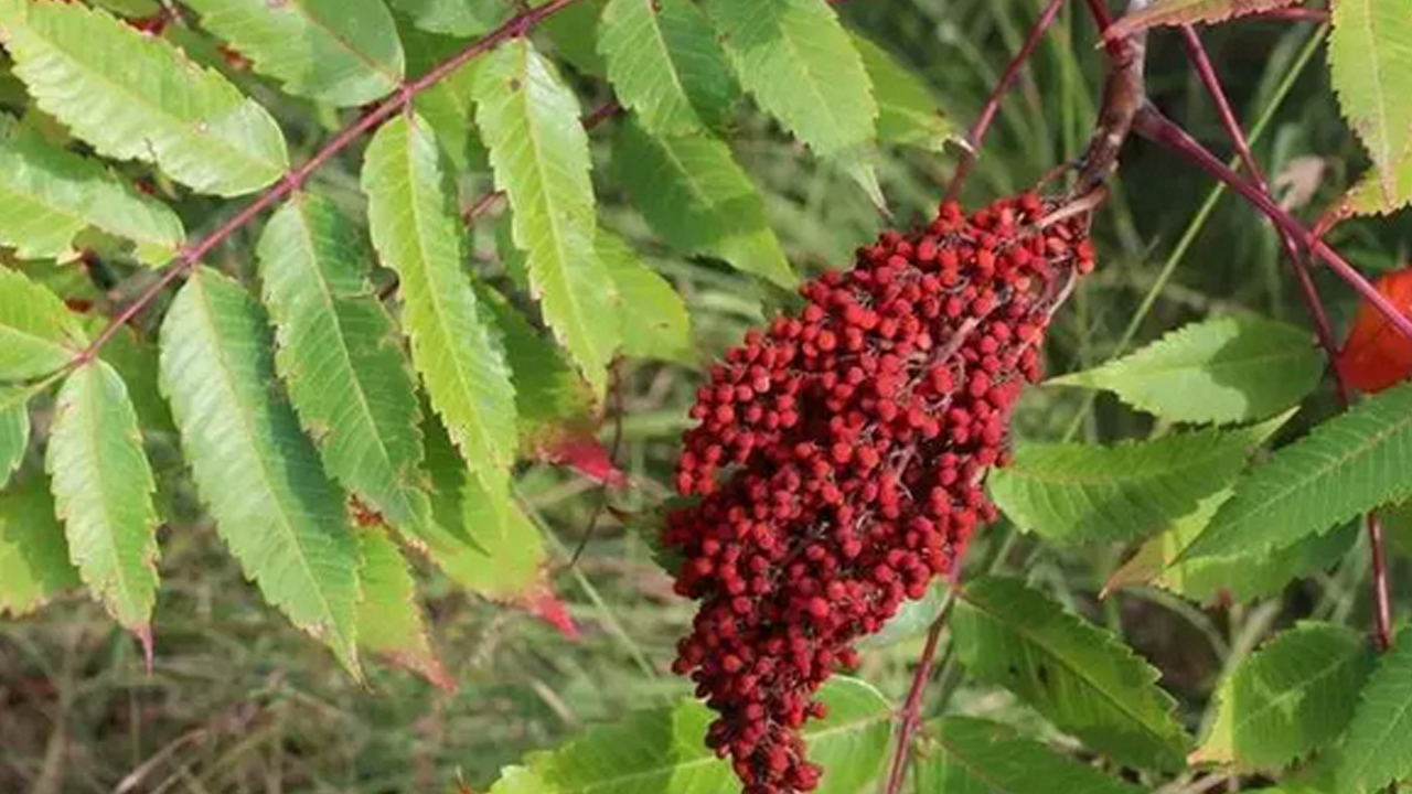 Foto - Müthiş bir şifa kaynağı: bağırsakları motora çeviriyor! Osmanlı padişahlarının doğal şeker ilacı