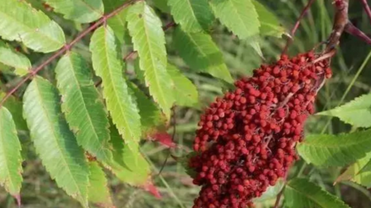 Foto - Müthiş bir şifa kaynağı: bağırsakları motora çeviriyor! Osmanlı padişahlarının doğal şeker ilacı
