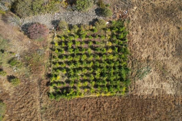 Foto - Müthiş gündem oldu! Diğerleri yok olacak gibi... 8 yıldır doktora götürmüyor!