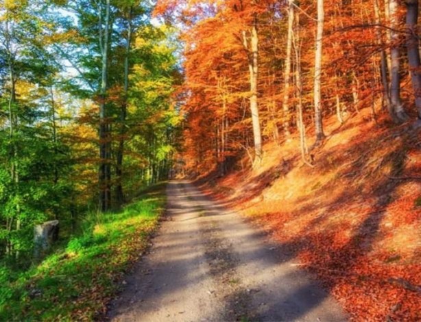 Foto - Mutlaka görmelisiniz!