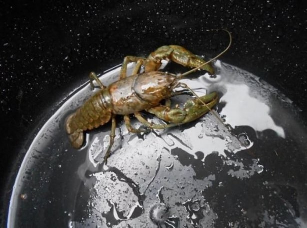 Foto - Mutlaka görmelisiniz!