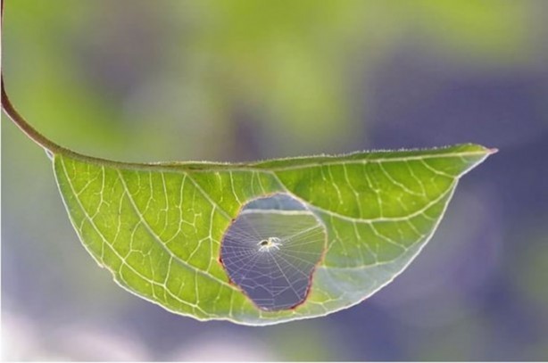 Foto - Mutlaka görmelisiniz!
