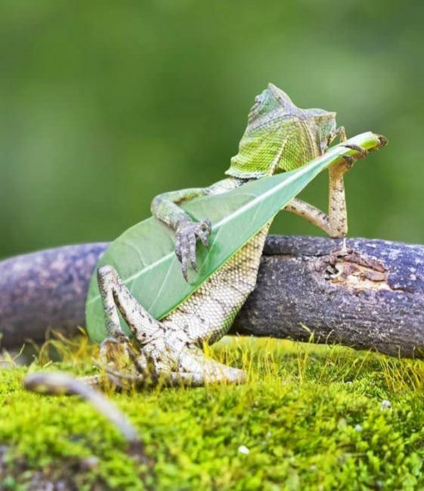 Foto - Mutlaka görmelisiniz!