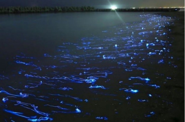 Foto - Mutlaka görmelisiniz!