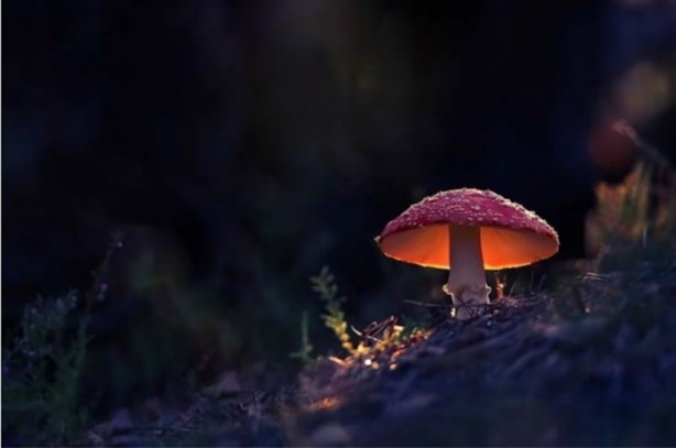 Foto - Mutlaka görmelisiniz!