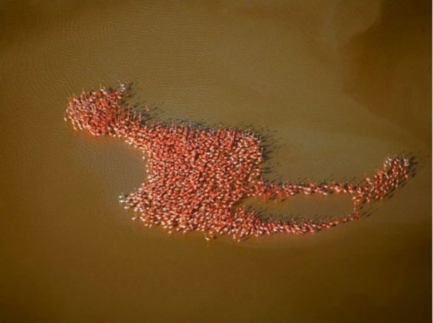 Foto - Mutlaka görmelisiniz!