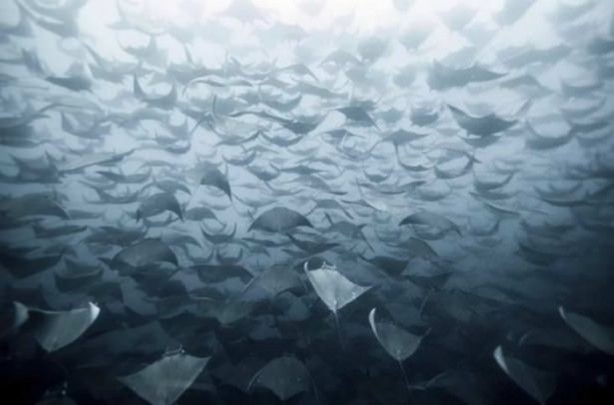 Foto - Mutlaka görmelisiniz!