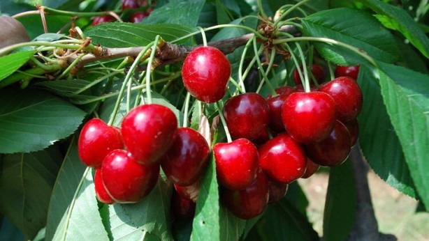 Foto - Mutlaka tüketin! Ağrı kesiciden daha etkili olduğu ortaya çıktı