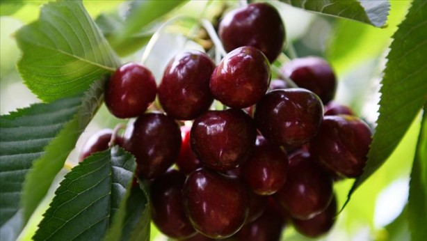 Foto - Mutlaka tüketin! Ağrı kesiciden daha etkili olduğu ortaya çıktı
