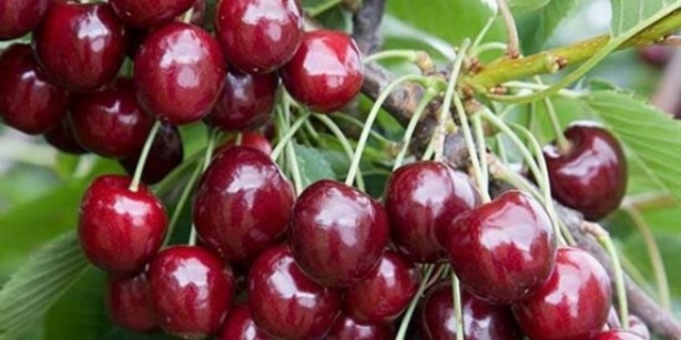 Foto - Mutlaka tüketin! Ağrı kesiciden daha etkili olduğu ortaya çıktı