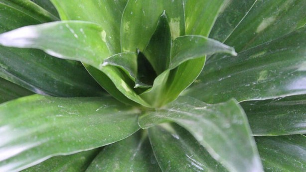 Foto - Mutlaka ve mutlaka odanızda bulundurun! İşte havayı temizleyen 12 bitki