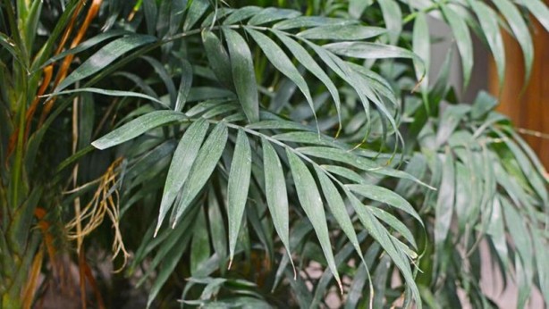 Foto - Mutlaka ve mutlaka odanızda bulundurun! İşte havayı temizleyen 12 bitki