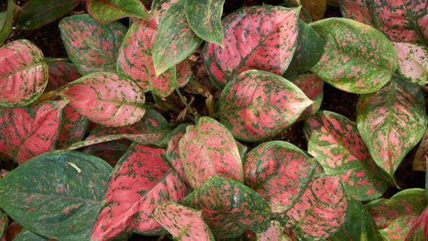 Foto - Mutlaka ve mutlaka odanızda bulundurun! İşte havayı temizleyen 12 bitki