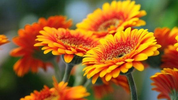 Foto - Mutlaka ve mutlaka odanızda bulundurun! İşte havayı temizleyen 12 bitki