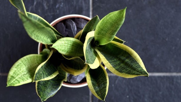 Foto - Mutlaka ve mutlaka odanızda bulundurun! İşte havayı temizleyen 12 bitki