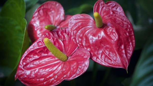 Foto - Mutlaka ve mutlaka odanızda bulundurun! İşte havayı temizleyen 12 bitki