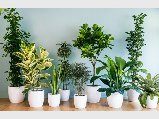 Mutlaka ve mutlaka odanızda bulundurun! İşte havayı temizleyen 12 bitki
